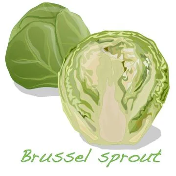Brussel Sprout isolated Stock Illustration