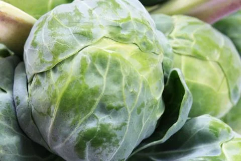 Brussel sprout macro Stock Photos