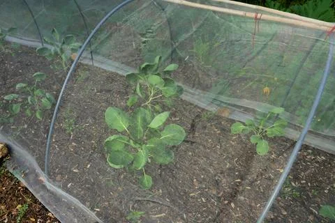 Brussel Sprout Seedlings. Stock Photos
