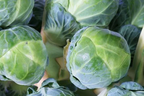 Brussel sprout stalk macro Stock Photos