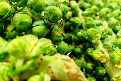 Brussel sprouts background. 写真素材