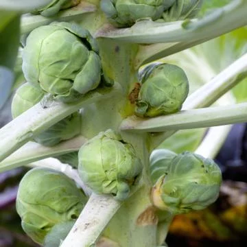 Brussel sprouts on stem Stock Photos