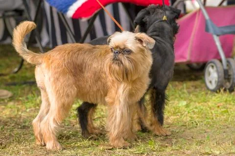 Brussels Griffon dog close-up Stock Photos