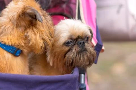 Brussels Griffon dog close-up Stock Photos