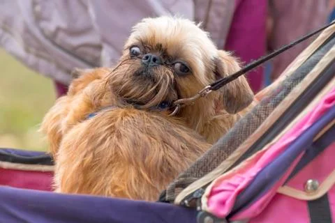 Brussels Griffon dog close-up Stock Photos