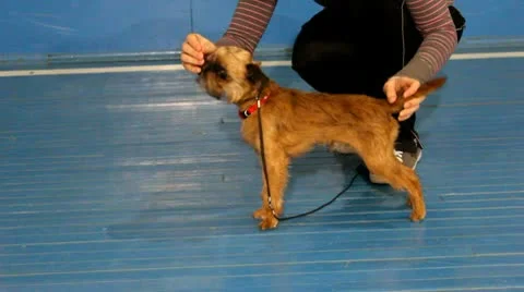 Brussels griffon dog Stock Footage 10802459