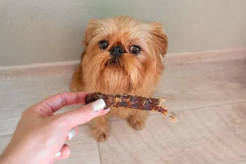 The Brussels Griffon dog gets a dry duck neck. Treats for dogs close-up. Th.. Stock Photos