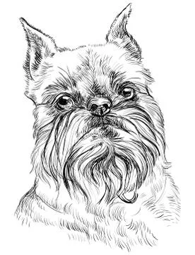 Brussels griffon dog vector portrait Stock Illustration