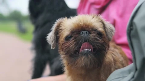 Brussels griffon panting outside in the park Stock-Footage 132431284