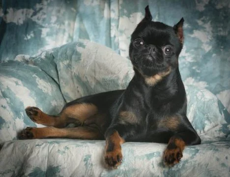 Brussels griffon Stock Photos