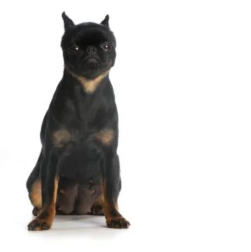 Brussels griffon Stock Photos