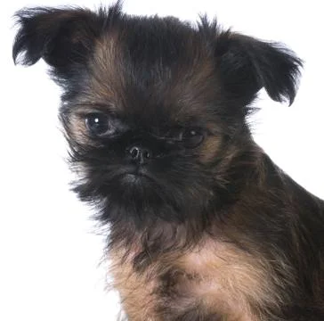 Brussels griffon Stock Photos