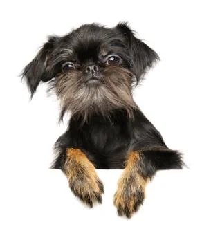 Brussels Griffon Stock Photos