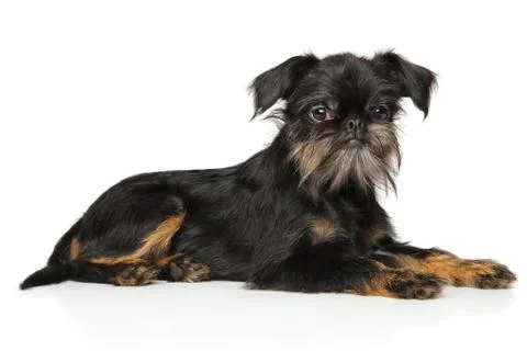 Brussels Griffon resting Stock Photos