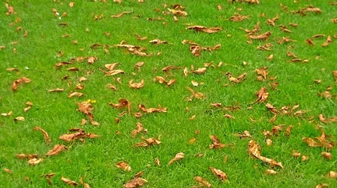 Brussels Park Stock Footage 26371417