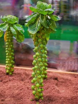 Brussels sprout cabbage groing up. Vegetable food vegetarian concept Foto stock
