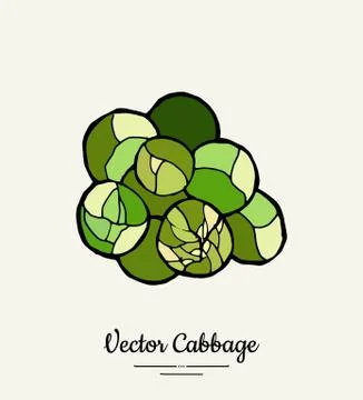 Brussels sprout cabbage hand drawn illustration. Isolated green cabbage sketc Stock Illustration
