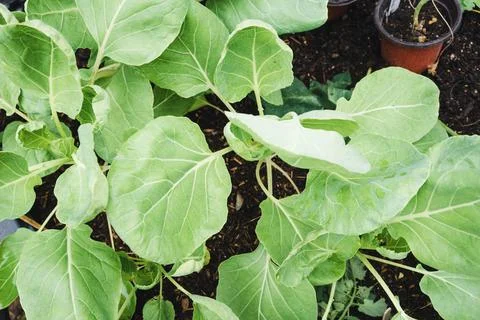 Brussels sprout in the garden Stock Illustration