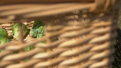 Brussels sprouts are put in a wicker basket Stock Footage