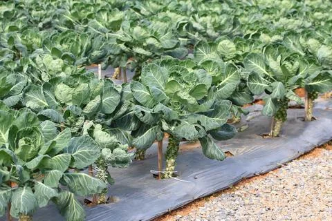 Brussels sprouts cabbage field 库存照片