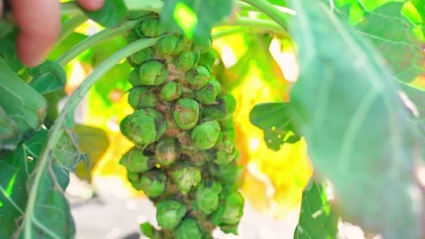 Brussels sprouts in early spring close-up Stock Footage 307424966