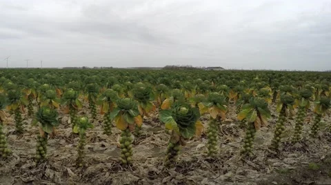 Brussels sprouts field high angle dolly shot leafy green vegetables 4k Stock Footage 60582632
