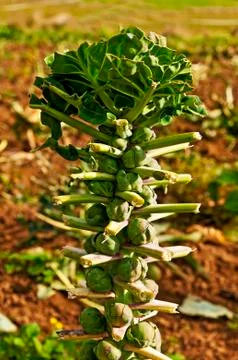 Brussels sprouts on a field Stock Photos