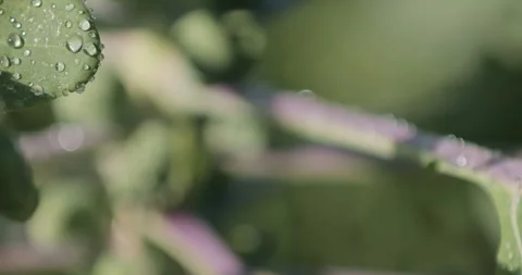 Brussels sprouts forming small cabbage heads in garden, fresh organic produce Stock Footage 329234733