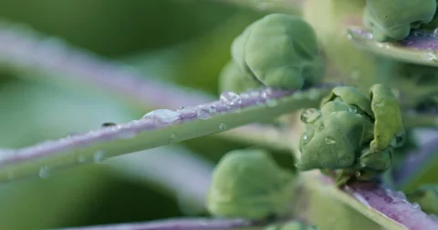 Brussels sprouts growing on the stem in a garden or eco-farm. Stock Footage 322176859