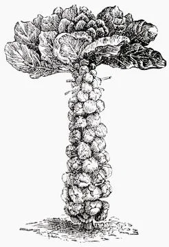 Brussels sprouts (illustration) Illustrazione stock