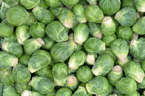 Brussels sprouts Stock Photos