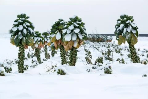 Brussels sprouts in snow Stock Photos