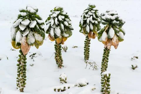 Brussels sprouts in snow Stock Photos
