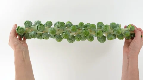 Brussels sprouts stalk close up on white background, woman hands Stock-Footage 119295764