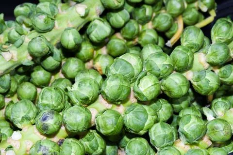 The Brussels sprouts stalk Stock-Fotos