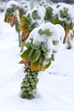 Brussels sprouts under the snow Stock Photos