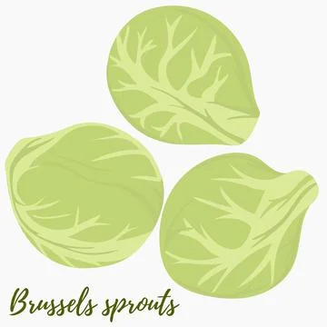 Brussels sprouts, vector. Heads of cabbage on a white background. Green Ilustración de archivo