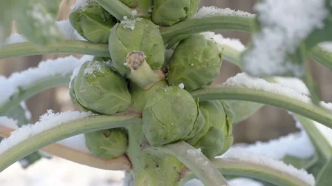 Brussels sprouts in winter on field covered snow Video stock 144216445
