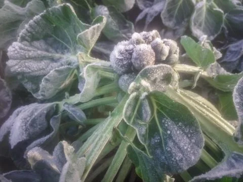 Brussels sprouts in winter Stock Photos