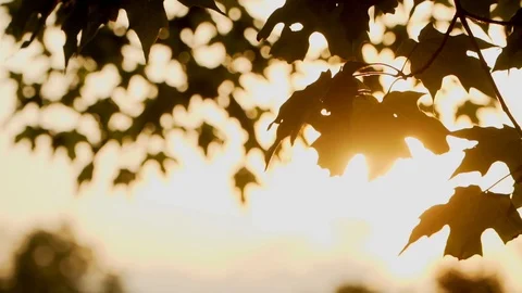 Brustling leaves at sunset Video stock 113058994