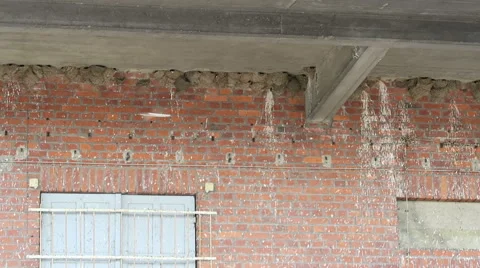 Brut reserve of swallows. 스톡 동영상 64682838