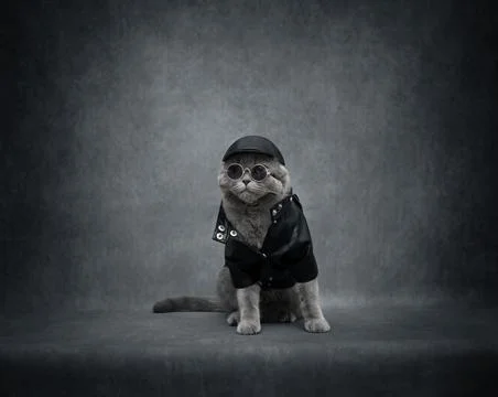 Brutal British cat on a gray background with copy space. Biker cat in black Foto stock