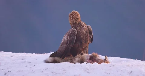 Brutal fight between two angry eagles over food in the mountains at winter Stock Footage 233992556