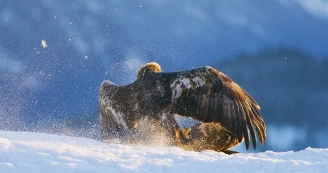 Brutal fight between two large eagles in the mountains at winter Stock Footage 101550672