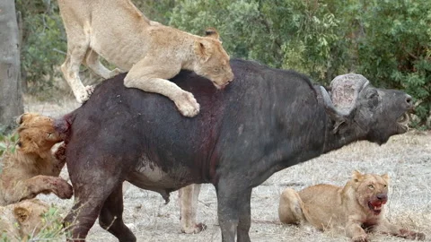 Brutal lion pride buffalo kill with screams and bloodshed in African savannah Stock Footage 306369652