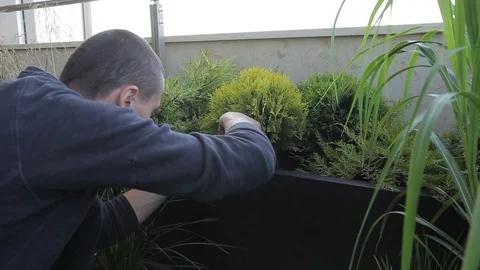 Brutal man is engaged in pruning branches from green Tui in pots. Stock Footage 88484982