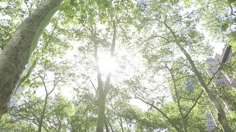 Bryant Park, Manhattan Stock Footage 70096913