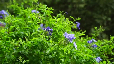 BryantPark 動画素材 137917157