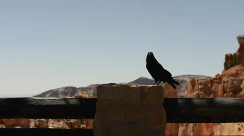 Bryce Canion crow-N8-HD P-2422 Stock Footage 40294354