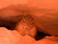 Bryce Canyon 16 Chipmunk Web Footage